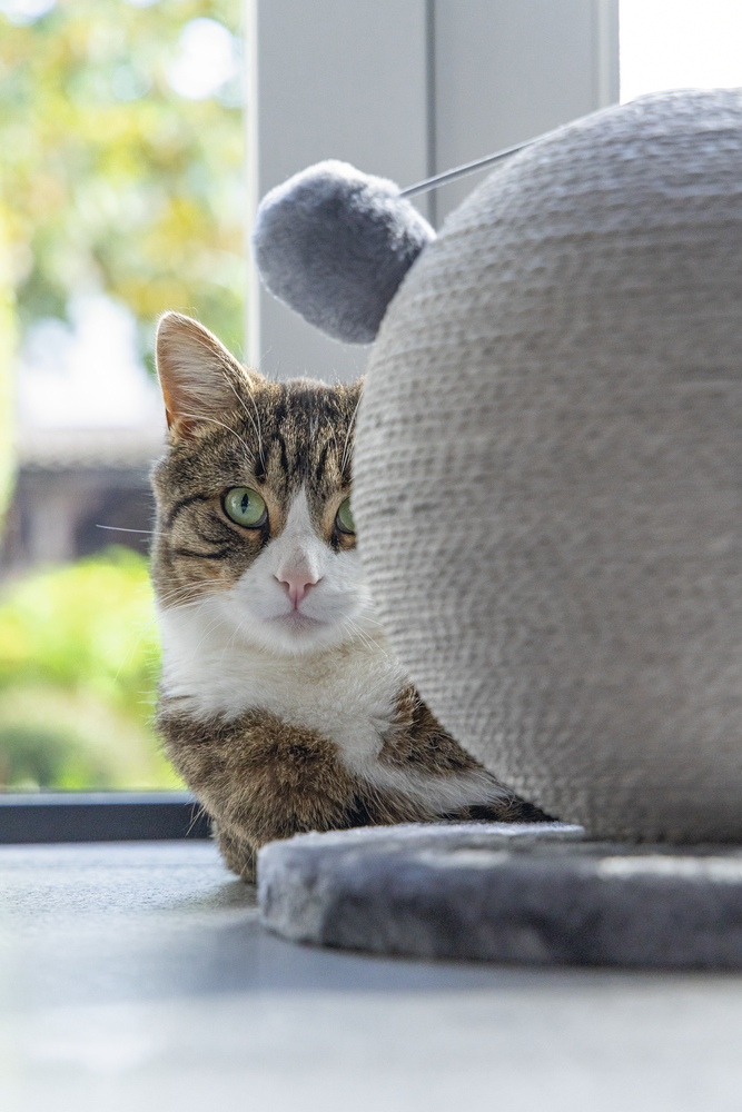 Karlıe%20Kedi%20Tırmalama%20Küresi%20Bolly%20Gri%2030.5cm