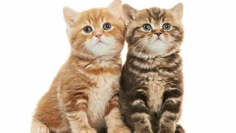 KEDİ