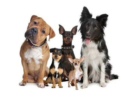 KÖPEK